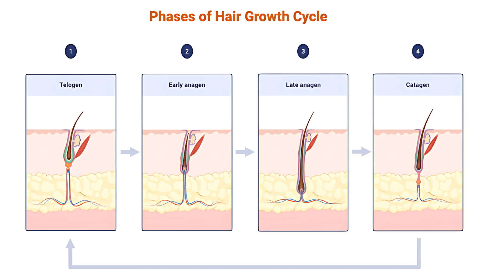 Phases of Hair Growth Cycle - bodysilk